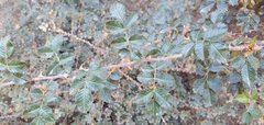 Rosa sicula