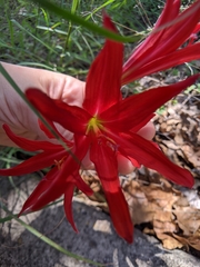 jeanetx, CC0, iNaturalist via GBIF Zephyranthes bifida, photograph jeanetx, CC0, iNaturalist via GBIF