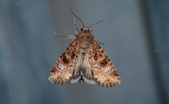 Heliothis punctifera