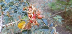 Rosa sicula