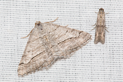 Digrammia pallorata