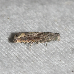 Epiblema minutana