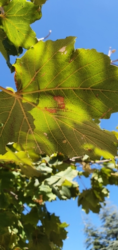 Acer opalus image