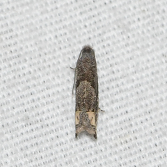Epiblema minutana