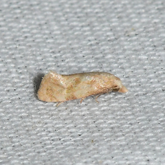 Platphalonidia magdalenae