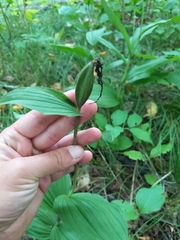 Cypripedium parviflorum