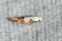 Mompha circumscriptella