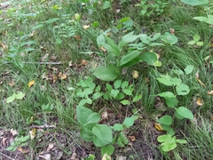 Cypripedium parviflorum