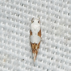 Mompha circumscriptella