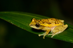 Hyperolius sylvaticus