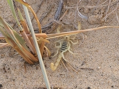 Paruroctonus utahensis