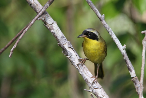 Bahama Yellowthroat (Geothlypis rostrata), photo 8