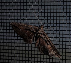 Chrysolarentia plagiocausta