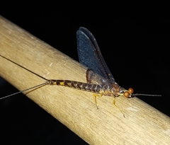 Hexagenia atrocaudata