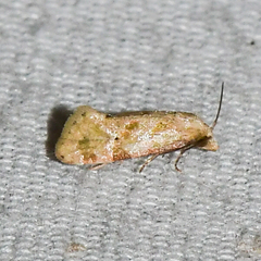 Platphalonidia magdalenae