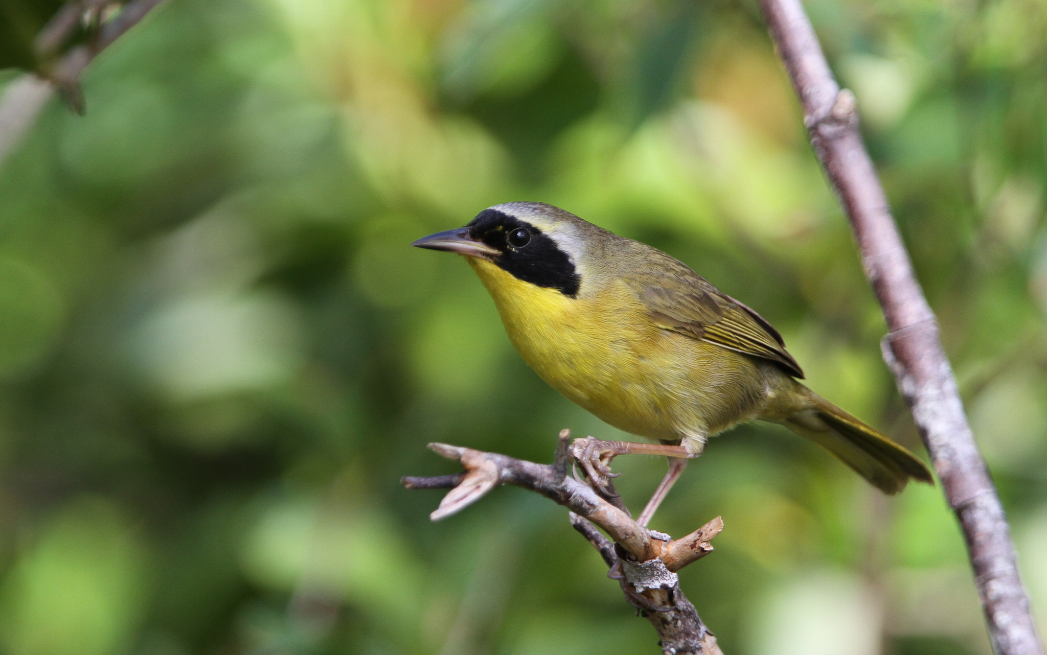 Bahama Yellowthroat (Geothlypis rostrata), photo 9