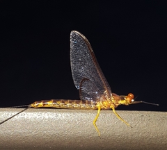 Hexagenia atrocaudata
