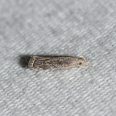 Helcystogramma chambersella
