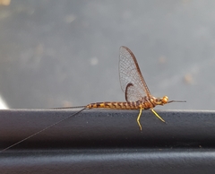 Hexagenia atrocaudata