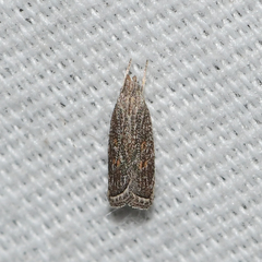 Helcystogramma chambersella