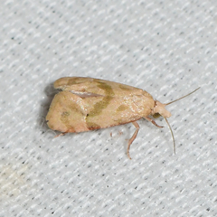 Platphalonidia magdalenae