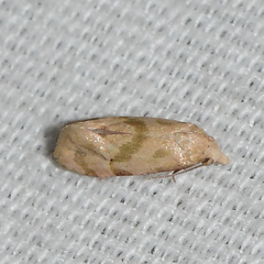 Platphalonidia magdalenae