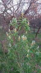 Buddleja stachyoides