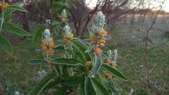 Buddleja stachyoides