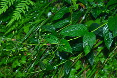 Scrophularia yoshimurae