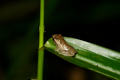 Hyperolius sylvaticus