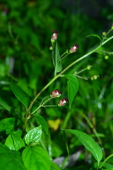 Scrophularia yoshimurae