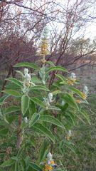 Buddleja stachyoides