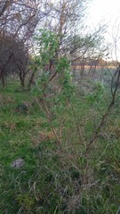 Buddleja stachyoides