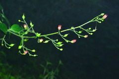 Scrophularia yoshimurae