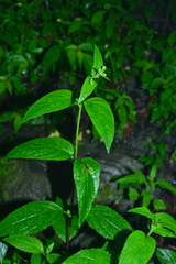 Scrophularia yoshimurae