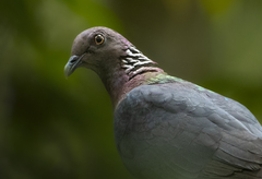 Columba torringtoniae