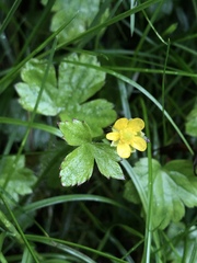 Ranunculus taisanensis