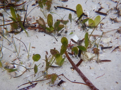 Halophila