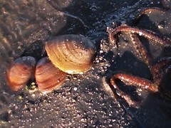 Megapitaria squalida