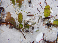 Halophila