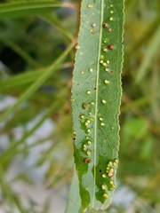 Aculus