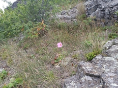 Cosmos bipinnatus