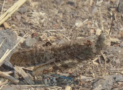 Circotettix undulatus