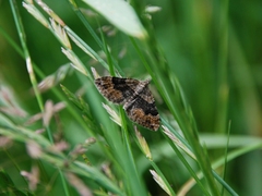 Xanthorhoe quadrifasiata
