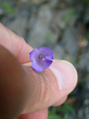 Campanula intercedens