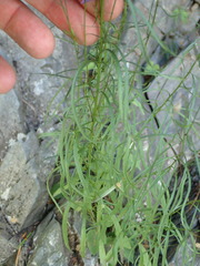 Campanula intercedens