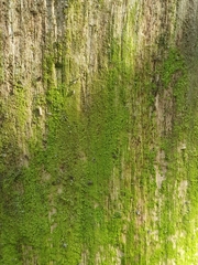 Desmococcus olivaceus