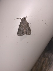 Acronicta rubricoma