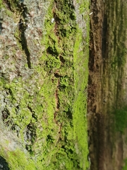Desmococcus olivaceus