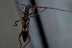 Coptocercus rubripes